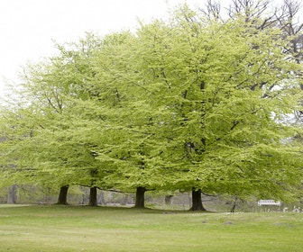 Buchenbaum (Fagus sylvatica)