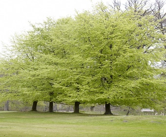 Buchenbaum (Fagus sylvatica)