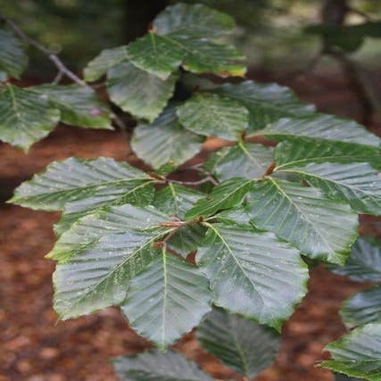 Fagus sylvatica