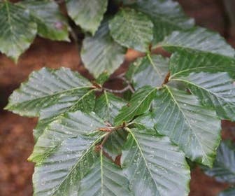 Große Rotbuche (Fagus sylvatica)