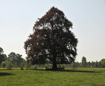 Rote Buchenbaum (Fagus sylvatica 'Atropunicea' )