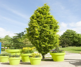 Gelbe Säulenbuche (Fagus sylvatica 'Dawyck Gold')
