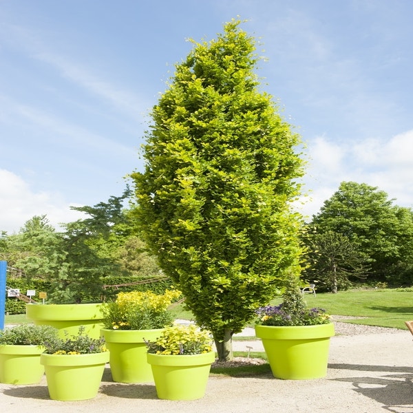Gelbe Säulenbuche (Fagus sylvatica 'Dawyck Gold')
