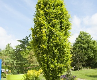 Gelbe Säulenbuche (Fagus sylvatica 'Dawyck Gold')