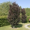 Rote Säulenbuche (Fagus sylvatica 'Dawyck Purple')