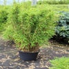 Nicht wuchernde Bambus (Fargesia robusta)