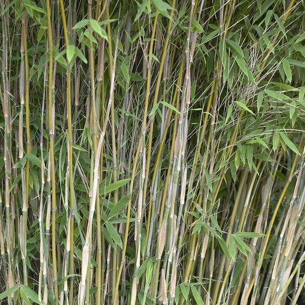 Bambus (Fargesia nitida 'Nymphenburg')