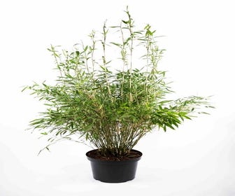 Nicht wuchernde Bambus (Fargesia murieliae 'Simba')