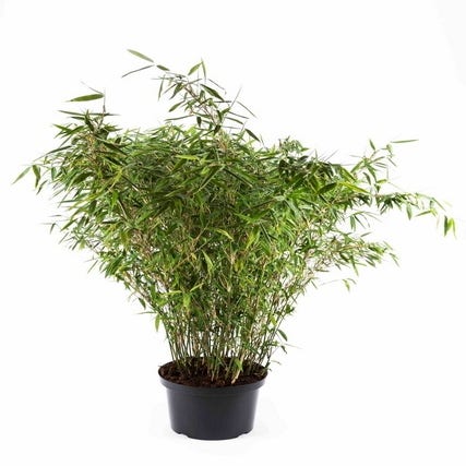 Fargesia murieliae 'Tiny'