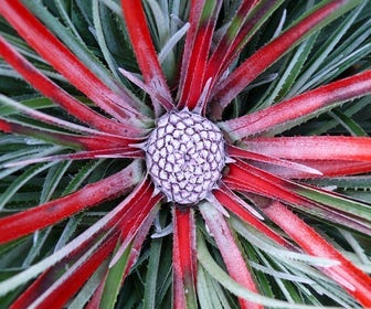 Gartenbromelie (Fascicularia 'Bicolor')