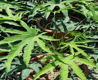 Fingerpflanze (Fatsia polycarpa 'Green fingers')