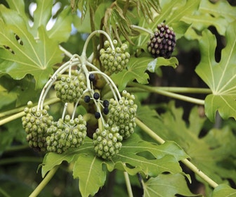 Fingerstrauch (Fatsia japonica)