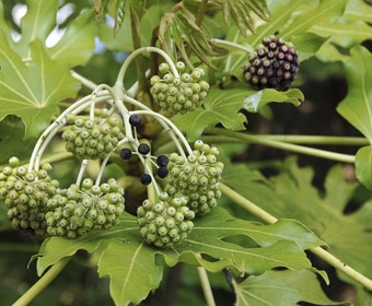 Fingerstrauch (Fatsia japonica)