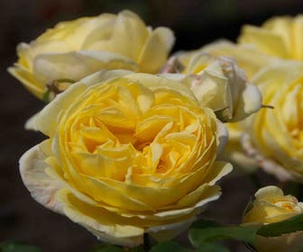 Strauchrose (Rosa 'Fisser Faustinia')