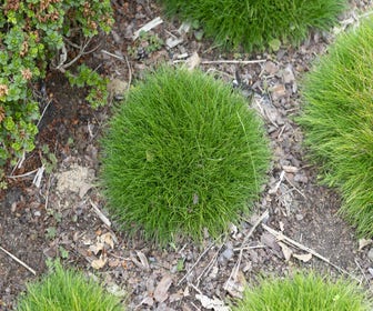 Zwenkgras (Festuca gautieri 'Pic Carlit')