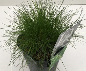 Zwenkgras (Festuca gautieri )