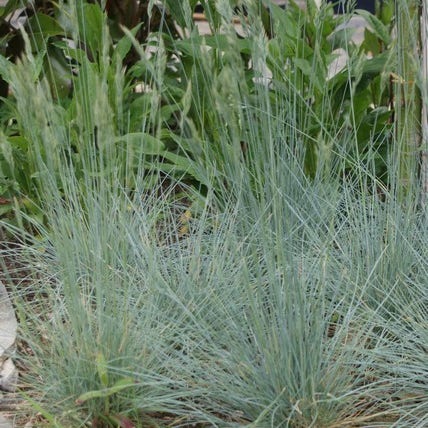 Zwenkgras (Festuca glauca 'Elijah Blue')