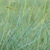 Gespitztes Schafgras (Festuca ovina)
