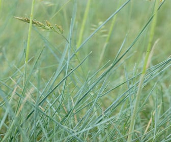 Gespitztes Schafgras (Festuca ovina)