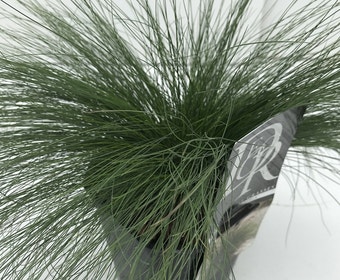 Zwenkgras (Festuca 'walberla')