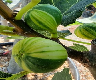 Feige (Ficus carica 'Panache')