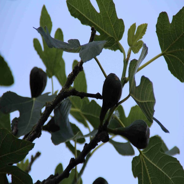 Feigenbaum auf Stamm (Ficus carica)