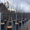 Feige als Halbstamm (Ficus carica 'Brogiotto Nero')