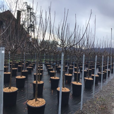 Ficus carica 'Brogiotto Nero'