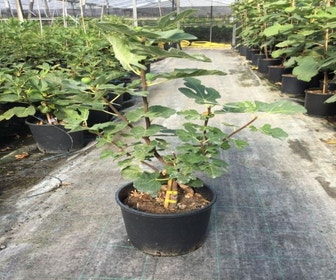 Feige (Ficus carica 'Pastiliere')