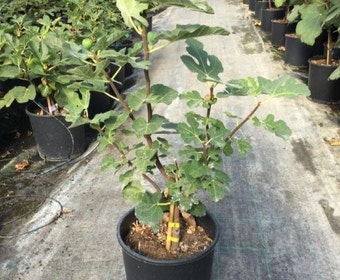 Feige (Ficus carica 'Pastiliere')