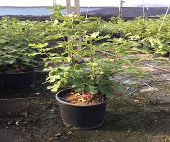 Feige (Ficus carica 'Violet Dauphine')