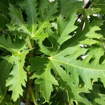 Ficus carica 'Ice Crystal'