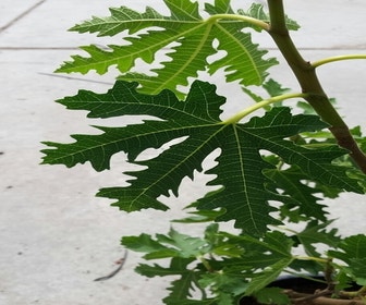 Feige (Ficus carica 'Ice Crystal')