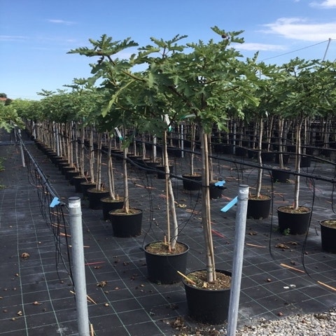 Feige als Halbstamm (Ficus carica 'Ice Crystal')