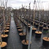 Feige als Halbstamm (Ficus carica 'Ronde de Bordeaux')