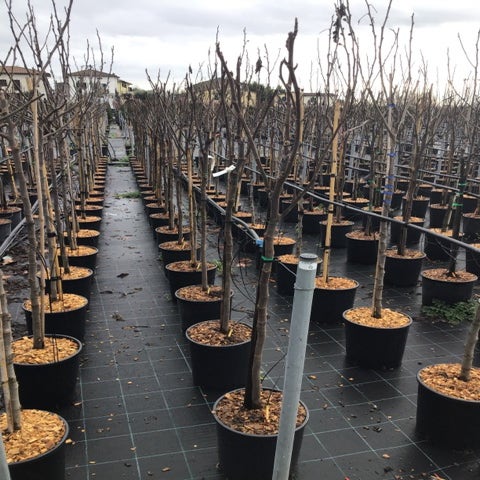 Feige als Halbstamm (Ficus carica 'Ronde de Bordeaux')