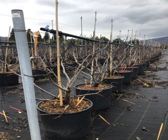 Feige (Ficus carica 'Verdino')
