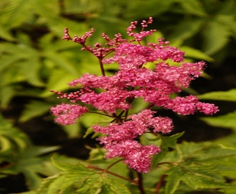 Sumpfspierstrauch (Filipendula purpurea)