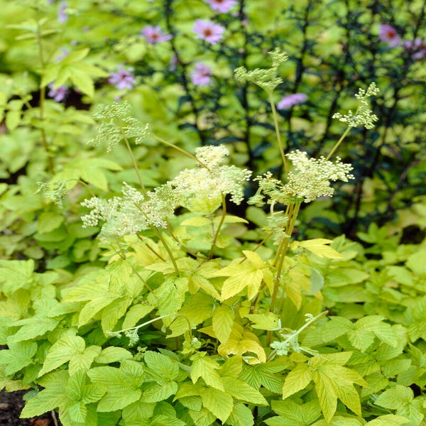 Sumpfspiere (Filipendula ulmaria 'Aurea')
