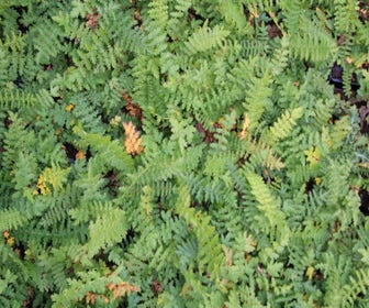 Sumpfspirea (Filipendula vulgaris) BIO