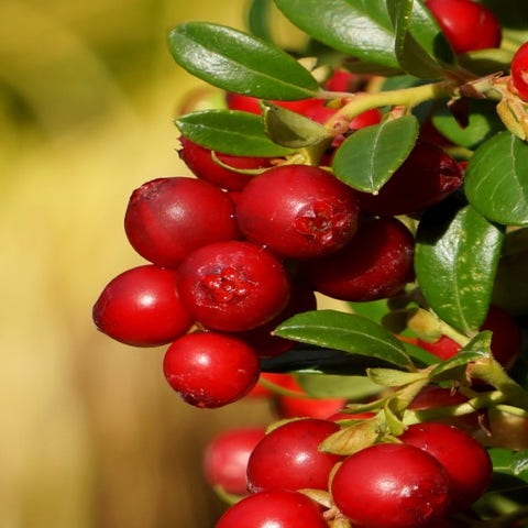 Preiselbeere (Vaccinium vitis-idaea 'Fireballs')