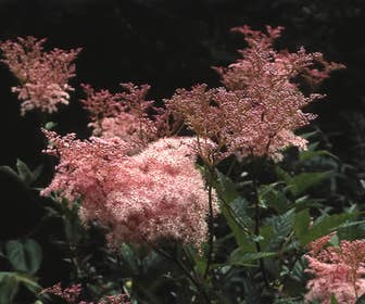 Sumpfspirea (Filipendula rubra 'Venusta')