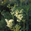 Knolspirea / Sumpfspiere (Filipendula vulgaris 'Plena')