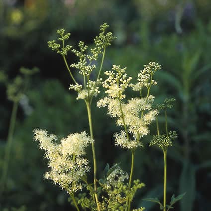 Knolspirea / Sumpfspiere (Filipendula vulgaris 'Plena')