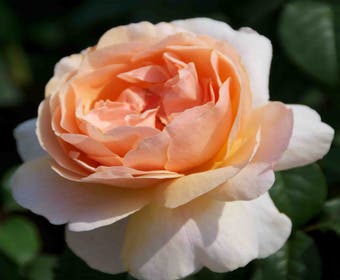Strauchrose (Rosa 'Fisser Floriana')