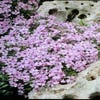 Flammenblume (Phlox 'Rosette')