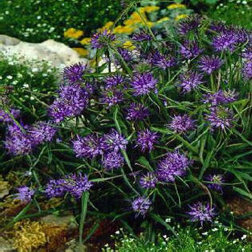 Rapunzel (Phyteuma scheuchzeri)