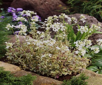 Randblümchen/Reisbrei (Arabis ferdinandi-coburgii 'Old Gold')