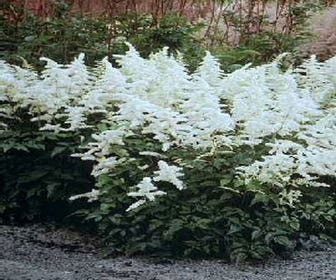 Spirea (Astilbe 'Deutschland')