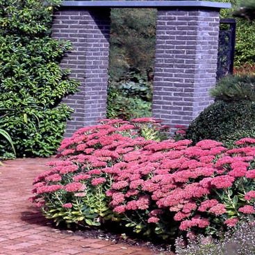 Himmelschlüssel (Sedum spectabile)